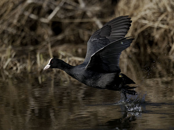 Nokikana, Eurasian Coot, Fulica atra