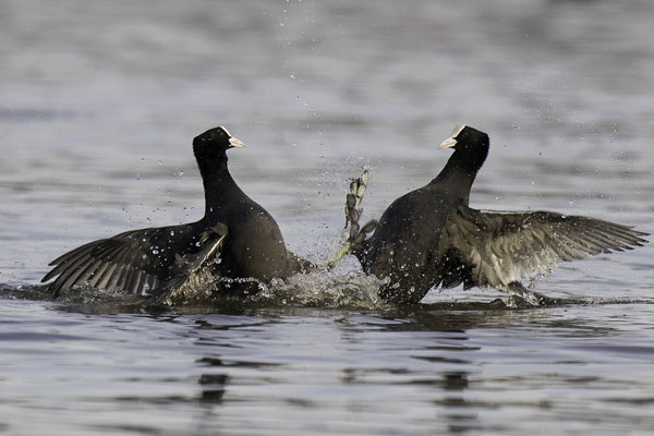 Nokikana, Eurasian Coot, Fulica atra