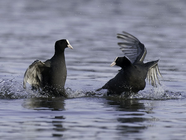 Nokikana, Eurasian Coot, Fulica atra