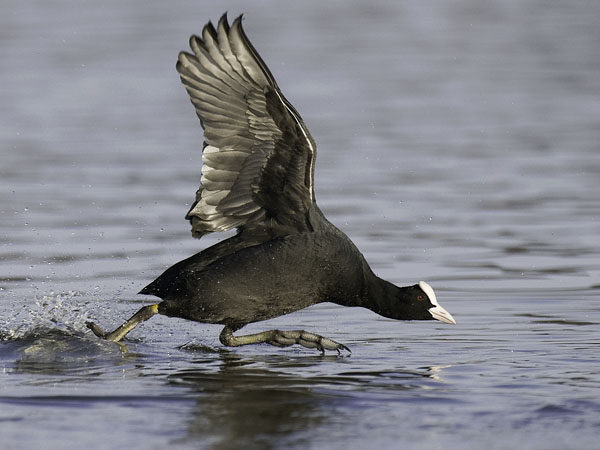 Nokikana, Eurasian Coot, Fulica atra