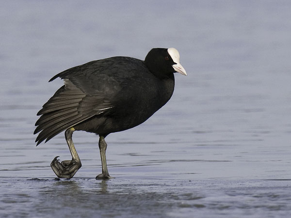 Nokikana, Eurasian Coot, Fulica atra