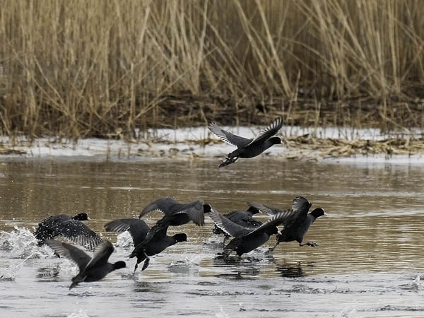 Nokikana, Eurasian Coot, Fulica atra