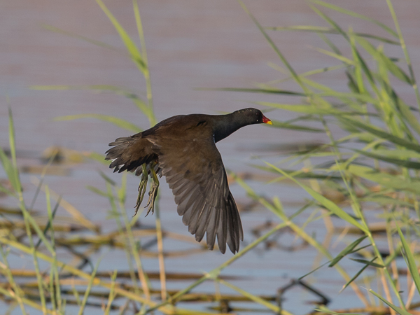 Liejukana, Common Moorhen, Gallinula chloropus
