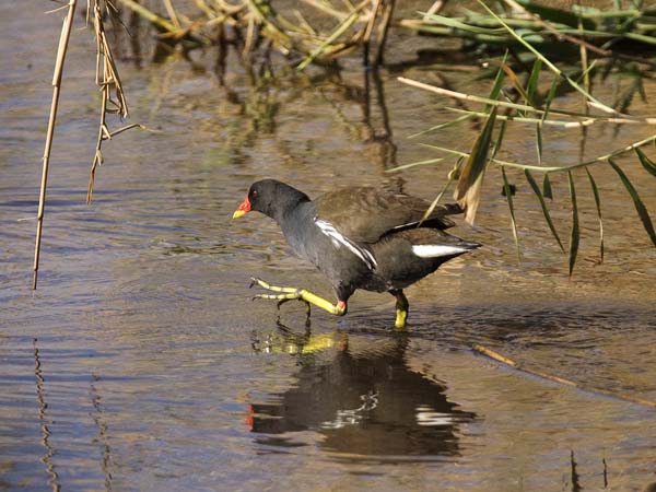 Liejukana, Common Moorhen, Gallinula chloropus