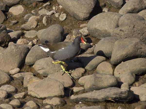 Liejukana, Common Moorhen, Gallinula chloropus