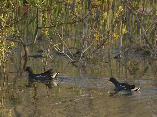 Liejukana, Common Moorhen, Gallinula chloropus