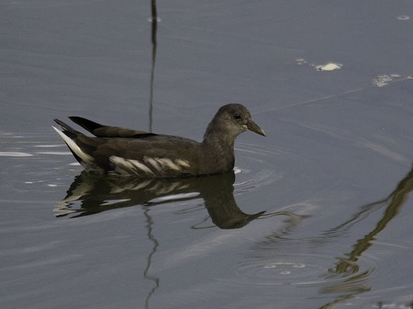 Liejukana, Common Moorhen, Gallinula chloropus