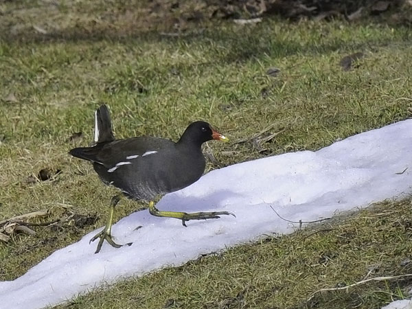 Liejukana, Common Moorhen, Gallinula chloropus