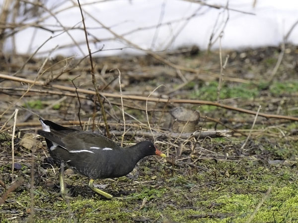 Liejukana, Common Moorhen, Gallinula chloropus