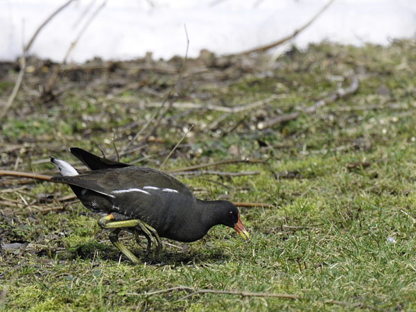 Liejukana, Common Moorhen, Gallinula chloropus
