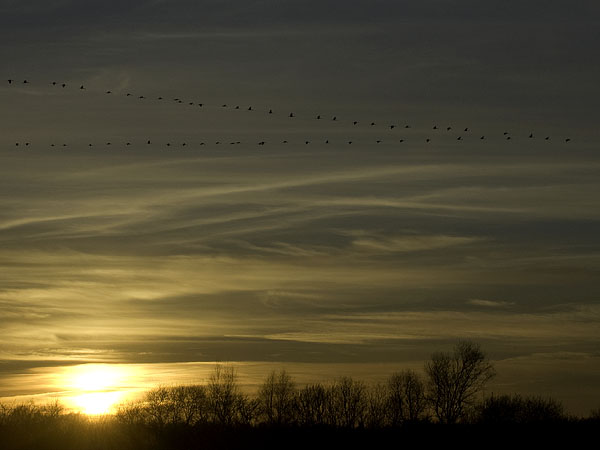 Kurki, Common Crane, Grus grus