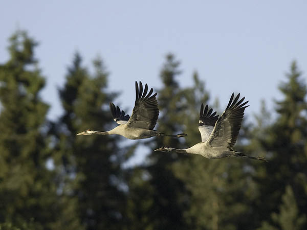 Kurki, Common Crane, Grus grus