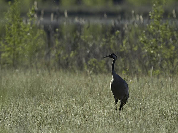 Kurki, Common Crane, Grus grus