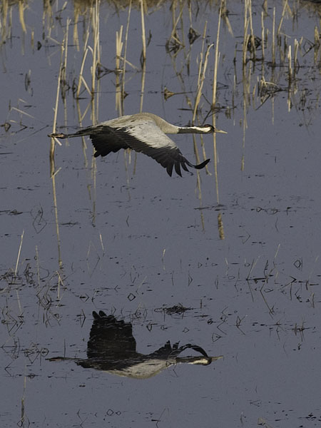 Kurki, Common Crane, Grus grus