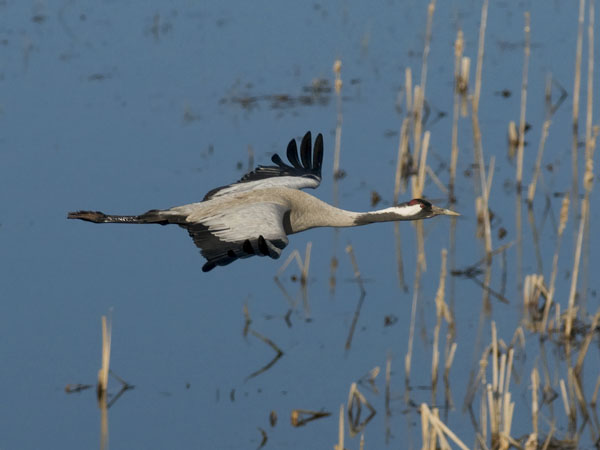 Kurki, Common Crane, Grus grus