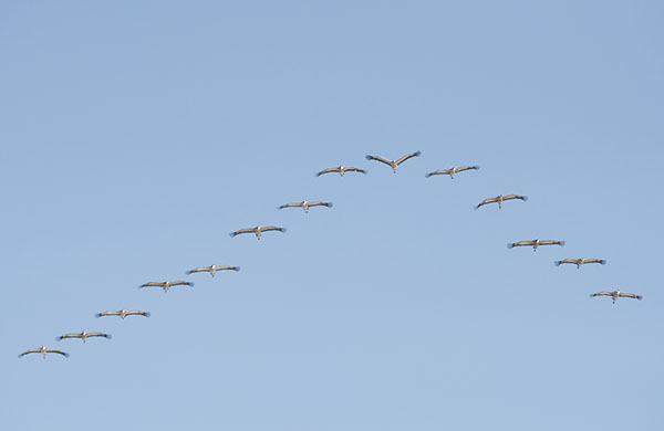 Kurki, Common Crane, Grus grus