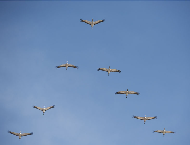 Kurki, Common Crane, Grus grus