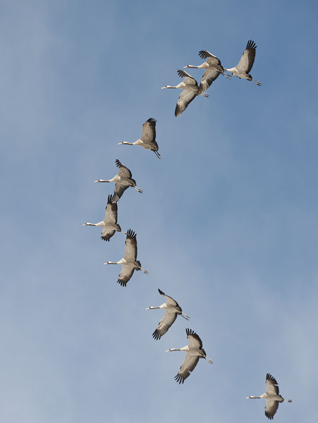 Kurki, Common Crane, Grus grus