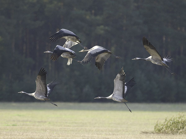 Kurki, Common Crane, Grus grus
