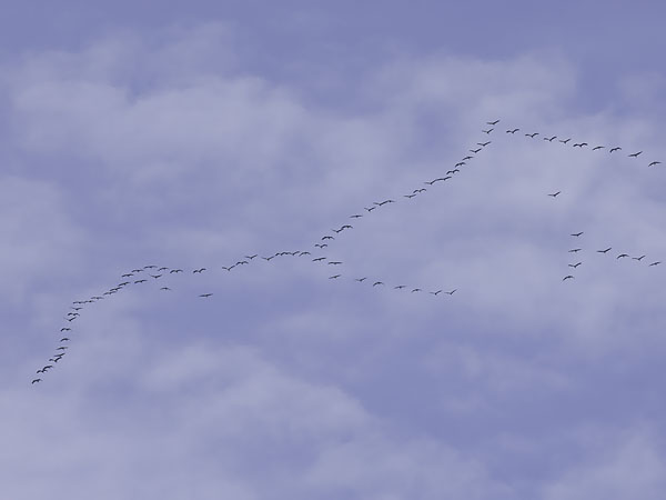 Kurki, Common Crane, Grus grus