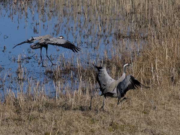 Kurki, Common Crane, Grus grus