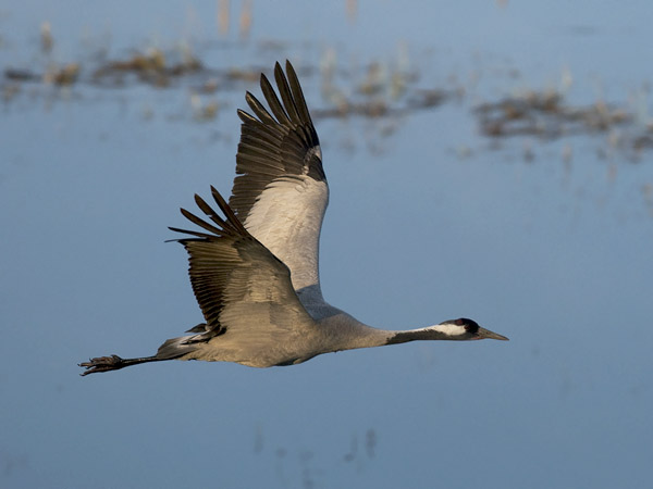 Kurki, Common Crane, Grus grus