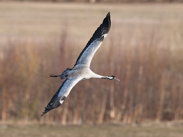 Kurki, Common Crane, Grus grus