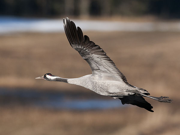 Kurki, Common Crane, Grus grus