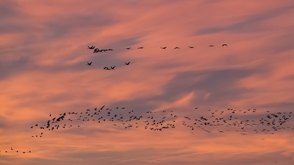 Kurki, Common Crane, Grus grus