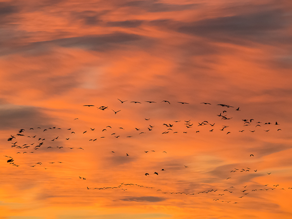Kurki, Common Crane, Grus grus