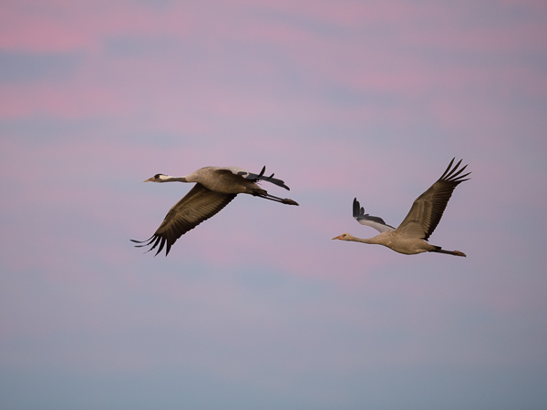 Kurki, Common Crane, Grus grus