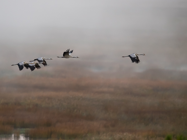 Kurki, Common Crane, Grus grus