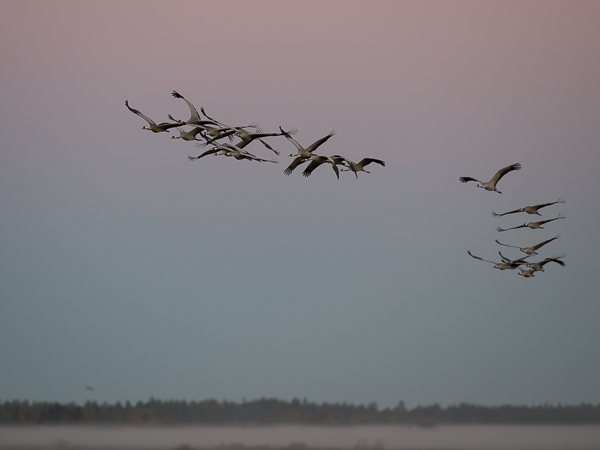Kurki, Common Crane, Grus grus