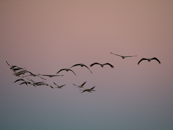 Kurki, Common Crane, Grus grus