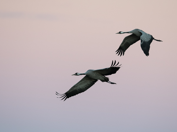 Kurki, Common Crane, Grus grus
