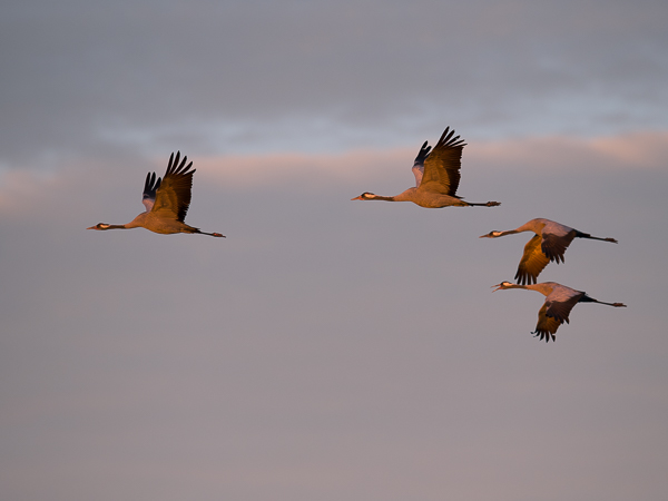 Kurki, Common Crane, Grus grus