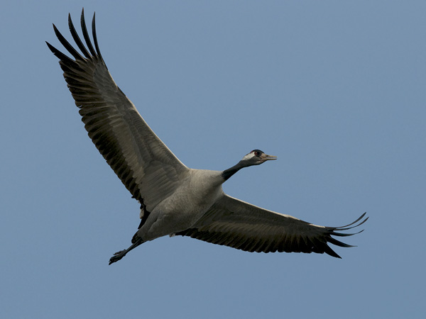 Kurki, Common Crane, Grus grus