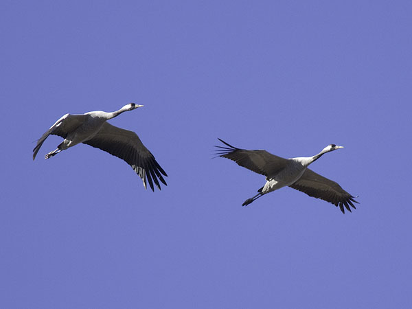 Kurki, Common Crane, Grus grus