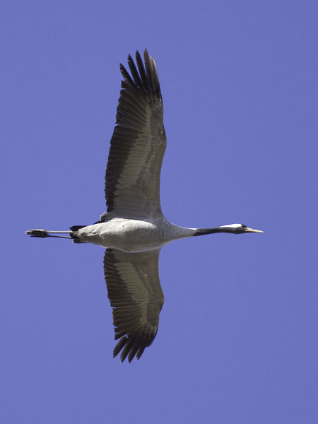 Kurki, Common Crane, Grus grus