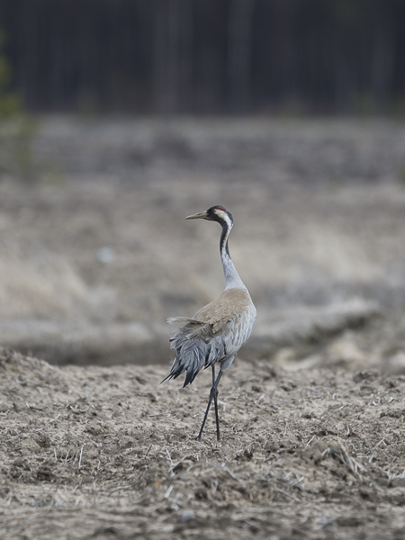 Kurki, Common Crane, Grus grus