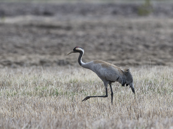 Kurki, Common Crane, Grus grus