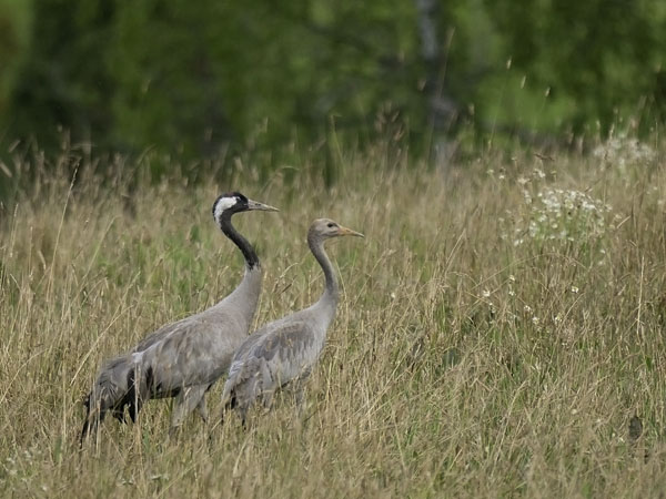 Kurki, Common Crane, Grus grus