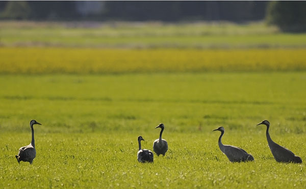 Kurki, Common Crane, Grus grus