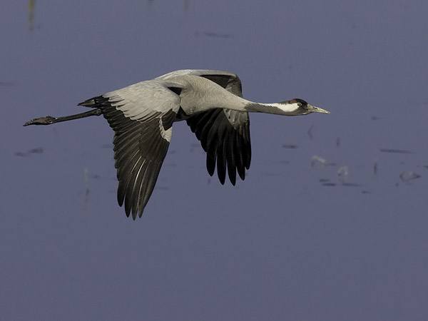 Kurki, Common Crane, Grus grus