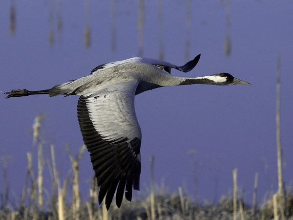 Kurki, Common Crane, Grus grus