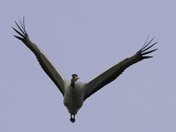 Kurki, Common Crane, Grus grus
