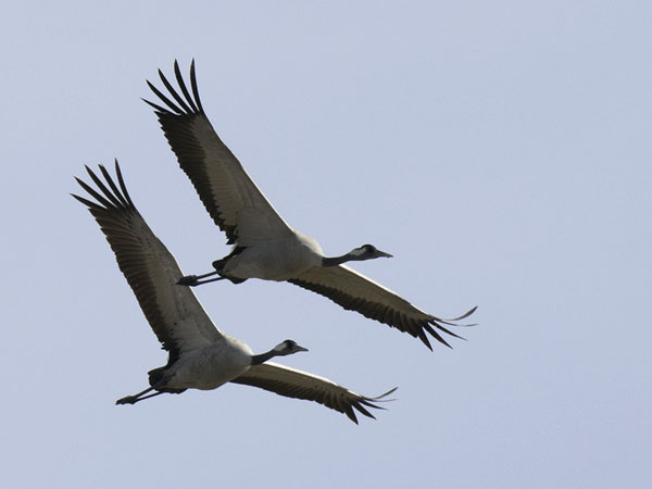 Kurki, Common Crane, Grus grus