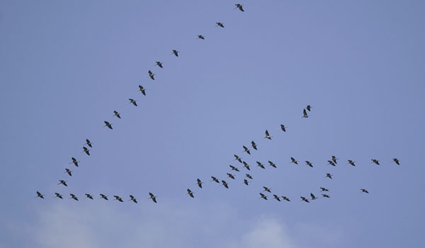 Kurki, Common Crane, Grus grus