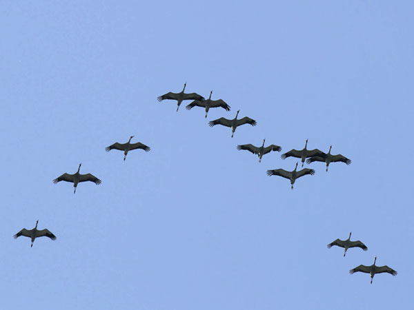 Kurki, Common Crane, Grus grus