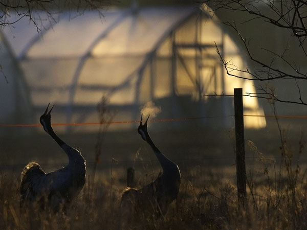 Kurki, Common Crane, Grus grus
